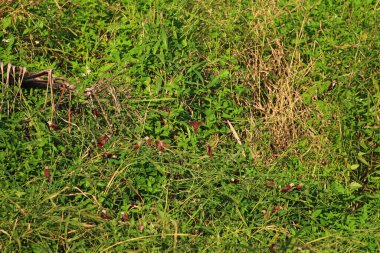 Çayırdaki yabani otlar. Yaklaş.