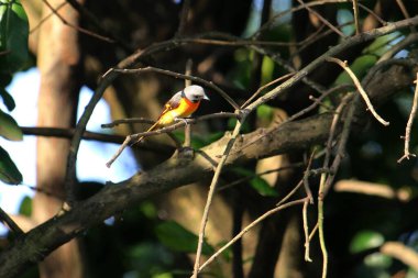 Daldaki kuşun yakın plan çekimi. 