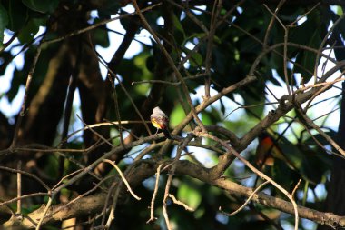 Daldaki kuşun yakın plan çekimi. 