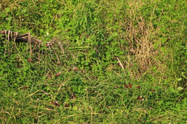 Çayırdaki yabani otlar. Yaklaş.