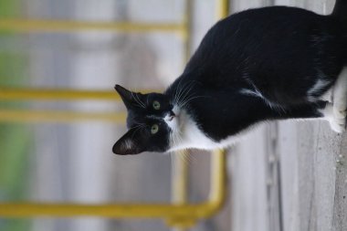 Bulanık arka planda sokak kedisi portresi 