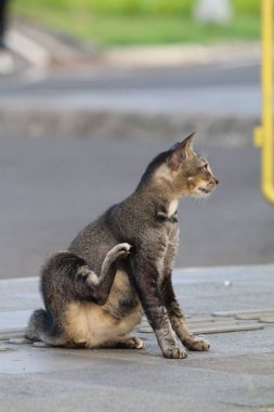 Bulanık arka planda sokak kedisi portresi 