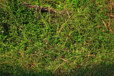 Çayırdaki yabani otlar. Yaklaş.
