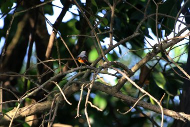 Daldaki kuşun yakın plan çekimi. 