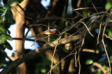 Daldaki kuşun yakın plan çekimi. 