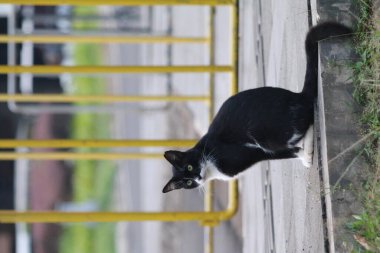 Bulanık arka planda sokak kedisi portresi 