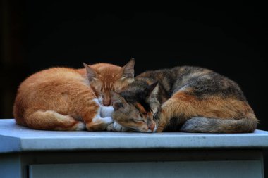 Bulanık arka planda iki sokak kedisinin açık hava portresi