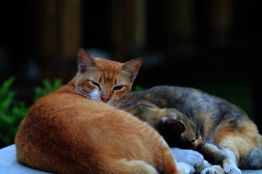 Bulanık arka planda iki sokak kedisinin açık hava portresi