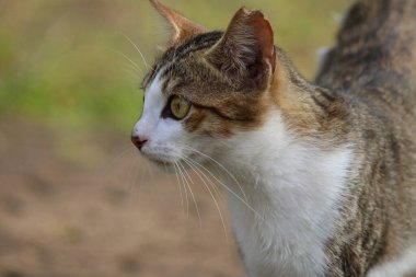 Bulanık arka planda sokak kedisi portresi 
