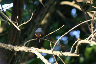 Daldaki kuşun yakın plan çekimi. 