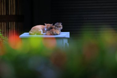 Bulanık arka planda iki sokak kedisinin açık hava portresi