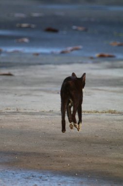 Parktaki sevimli sokak kedisi. 
