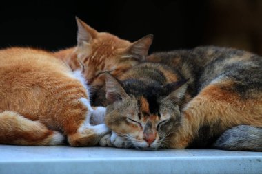 Bulanık arka planda iki sokak kedisinin açık hava portresi
