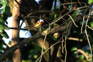 Daldaki kuşun yakın plan çekimi. 
