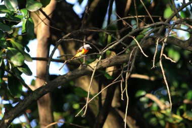 Daldaki kuşun yakın plan çekimi. 