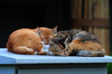 Bulanık arka planda iki sokak kedisinin açık hava portresi