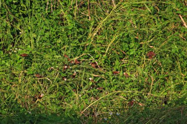 Çayırdaki yabani otlar. Yaklaş.