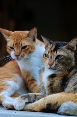 Bulanık arka planda iki sokak kedisinin açık hava portresi