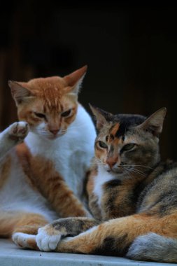 Bulanık arka planda iki sokak kedisinin açık hava portresi