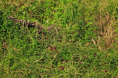 Çayırdaki yabani otlar. Yaklaş.