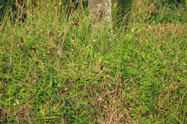 Çayırdaki yabani otlar. Yaklaş.