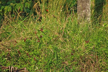 Çayırdaki yabani otlar. Yaklaş.