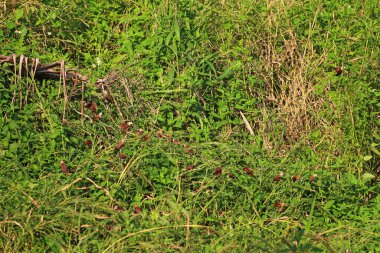 Çayırdaki yabani otlar. Yaklaş.