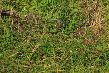 Çayırdaki yabani otlar. Yaklaş.