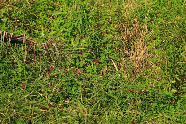 Çayırdaki yabani otlar. Yaklaş.