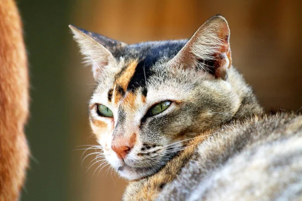 Güzel sokak kedisi portresi. 