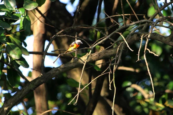 Daldaki kuşun yakın plan çekimi. 