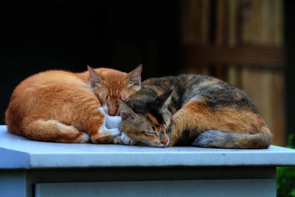 Bulanık arka planda iki sokak kedisinin açık hava portresi