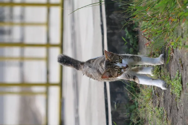 Parktaki sevimli sokak kedisi. 