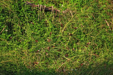 Çayırdaki yabani otlar. Yaklaş.