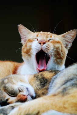 Bulanık arka planda iki sokak kedisinin açık hava portresi