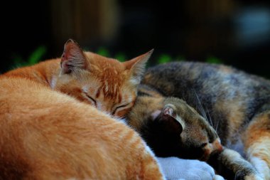 Bulanık arka planda iki sokak kedisinin açık hava portresi