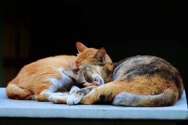Bulanık arka planda iki sokak kedisinin açık hava portresi