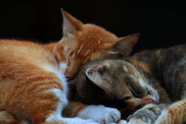 Bulanık arka planda iki sokak kedisinin açık hava portresi