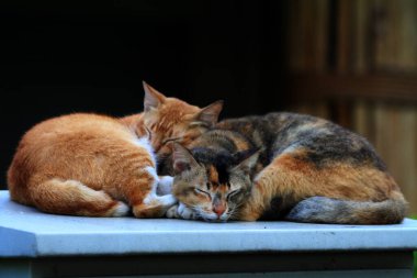Bulanık arka planda iki sokak kedisinin açık hava portresi