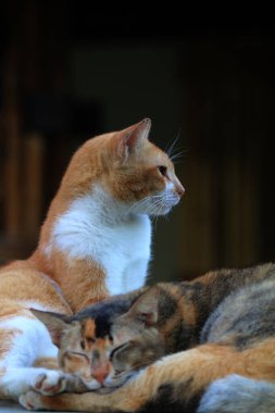 Bulanık arka planda iki sokak kedisinin açık hava portresi