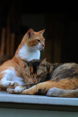 Bulanık arka planda iki sokak kedisinin açık hava portresi
