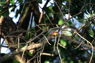 Daldaki kuşun yakın plan çekimi. 