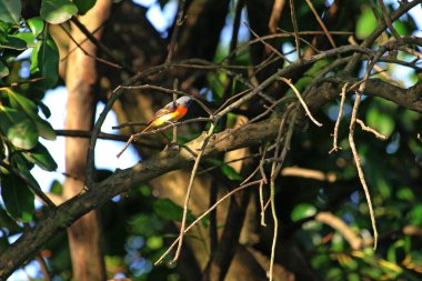 Daldaki kuşun yakın plan çekimi. 