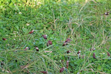 Çayırdaki yabani otlar. Yaklaş.