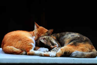Bulanık arka planda iki sokak kedisinin açık hava portresi