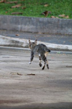 Bulanık arka planda sokak kedisi portresi 