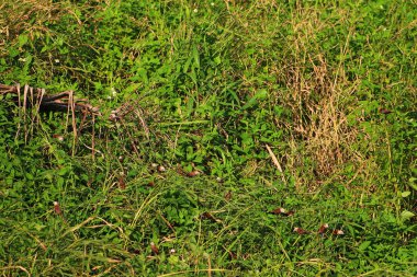 Çayırdaki yabani otlar. Yaklaş.