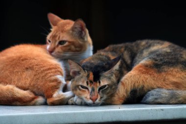 Bulanık arka planda iki sokak kedisinin açık hava portresi 