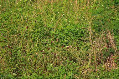 Çayırdaki yabani otlar. Yaklaş.