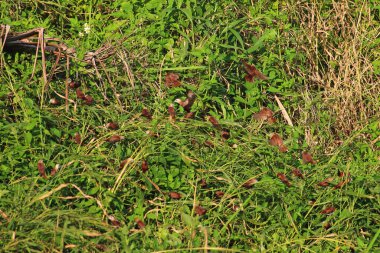 Çayırdaki yabani otlar. Yaklaş.